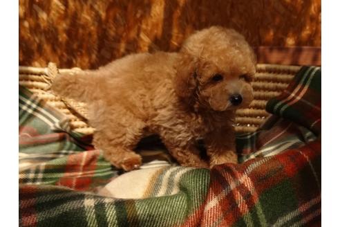 成約済の宮城県のトイプードル-100904の3枚目